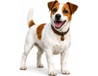 Canine Detection